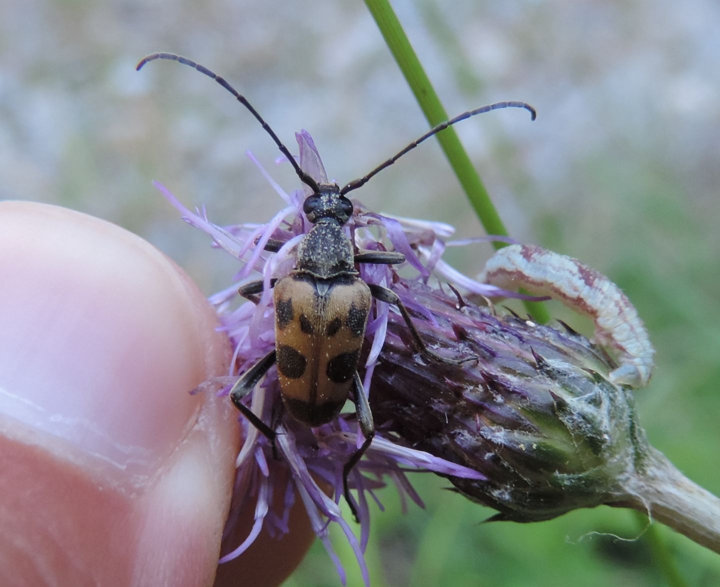 Cerambycidae: Pachytodes cerambyciformis?  Sì !