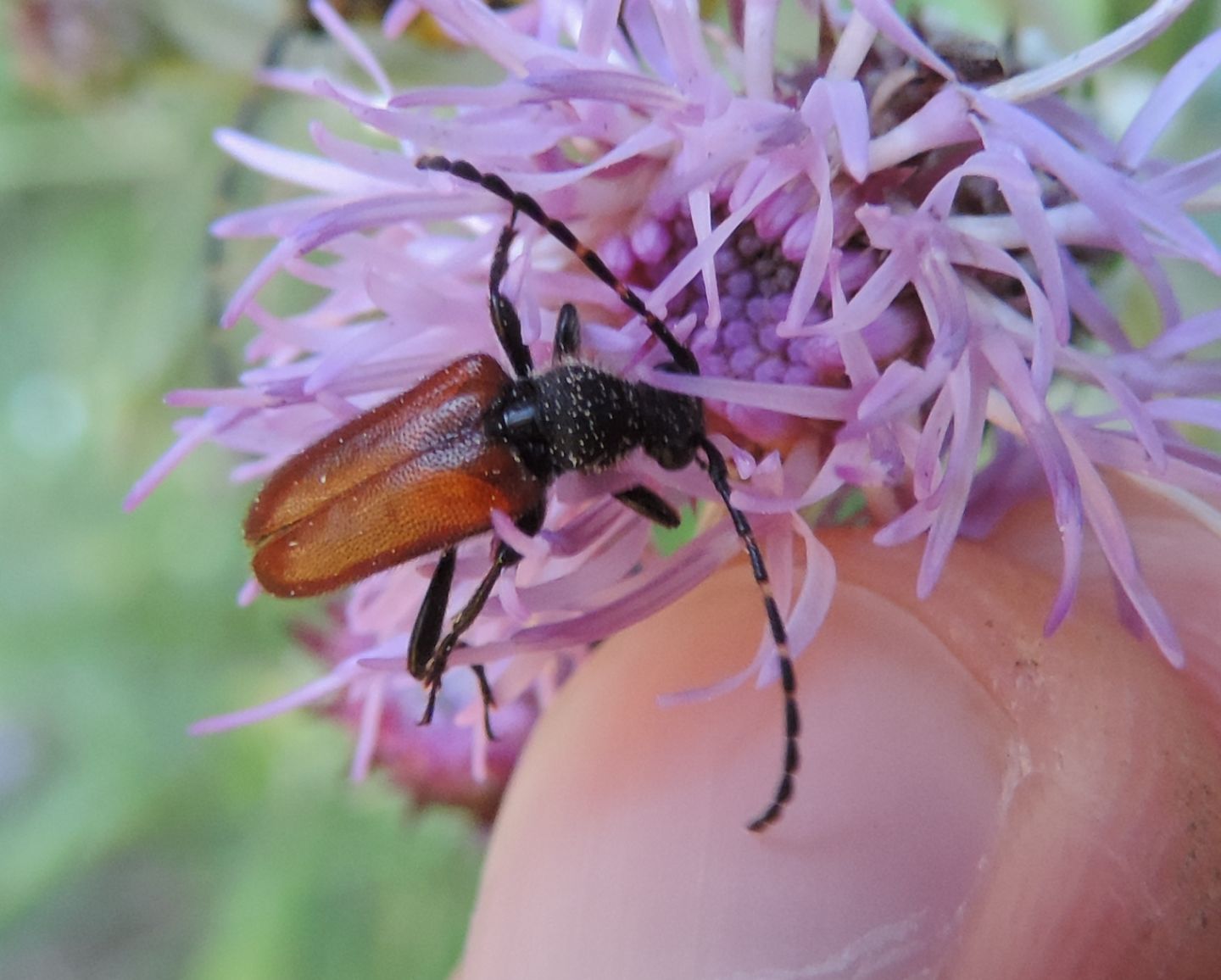 Cerambycidae: Pseudovadonia livida?  No, Paracorymbia sp.