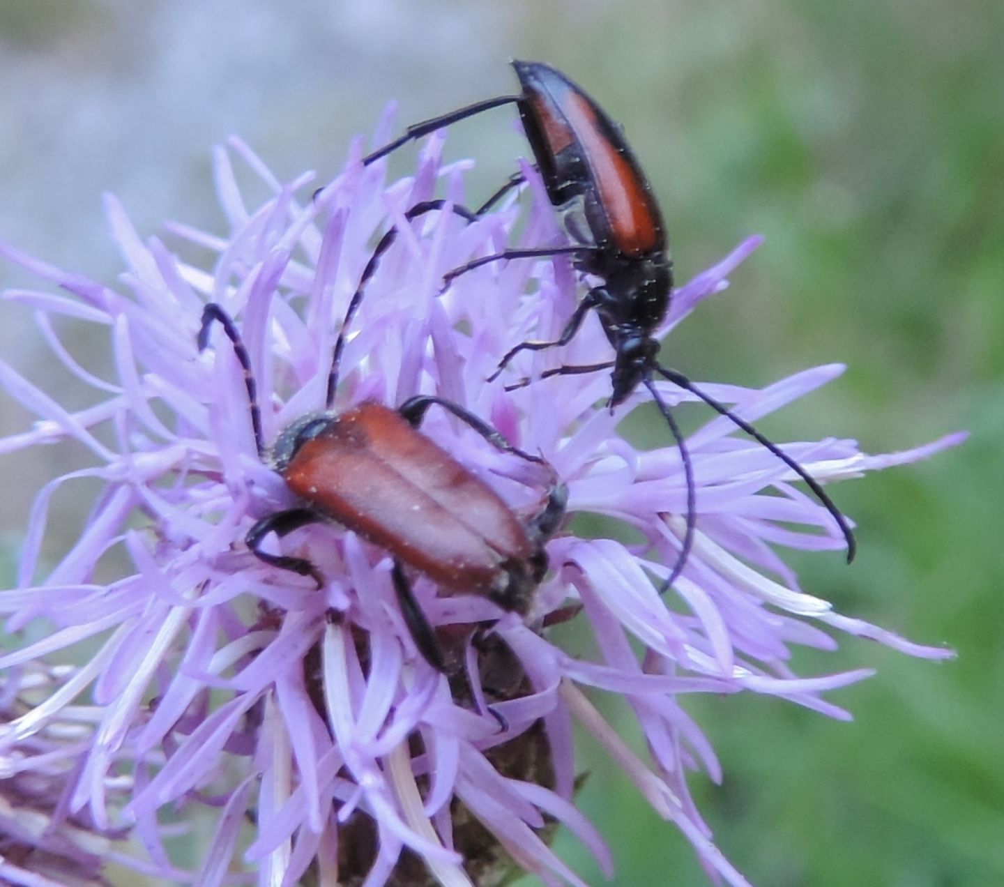 Cerambycidae: Pseudovadonia livida?  No, Paracorymbia sp.