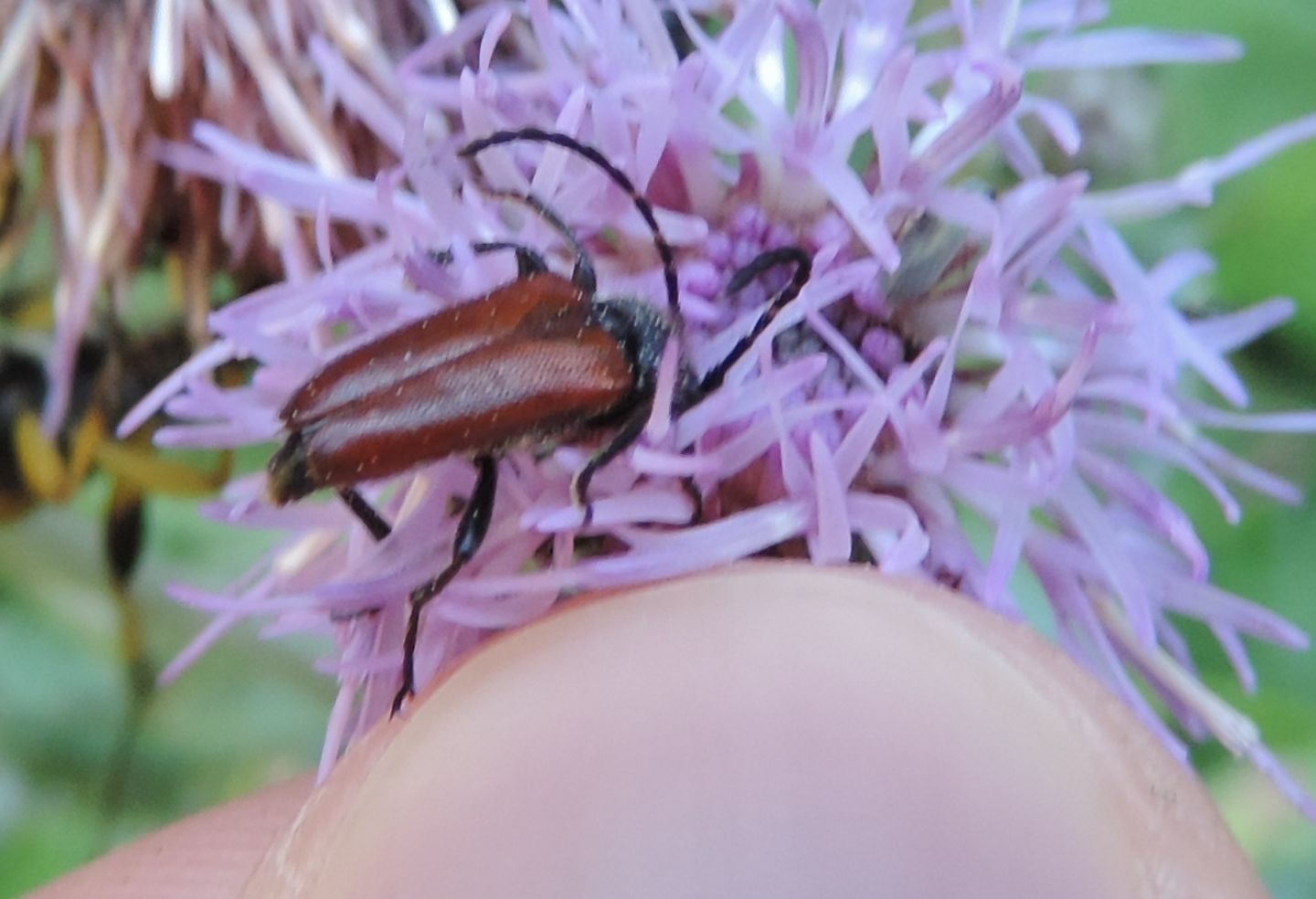 Cerambycidae: Pseudovadonia livida?  No, Paracorymbia sp.
