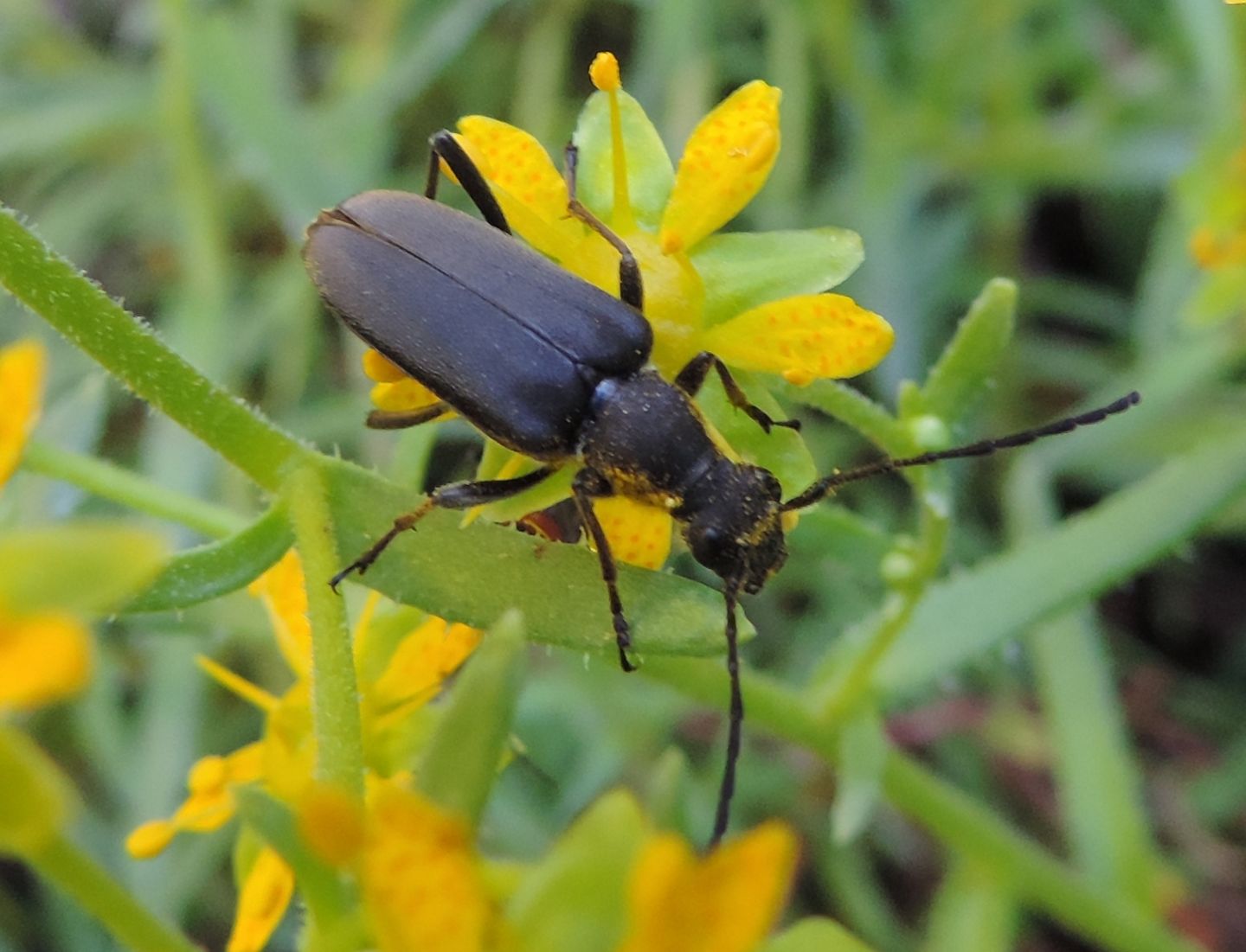 Cerambycidae: Anastrangalia dubia, femmina