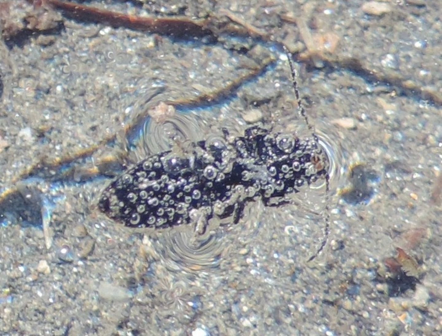 Coleottero (Elateridae?) caduto in acqua