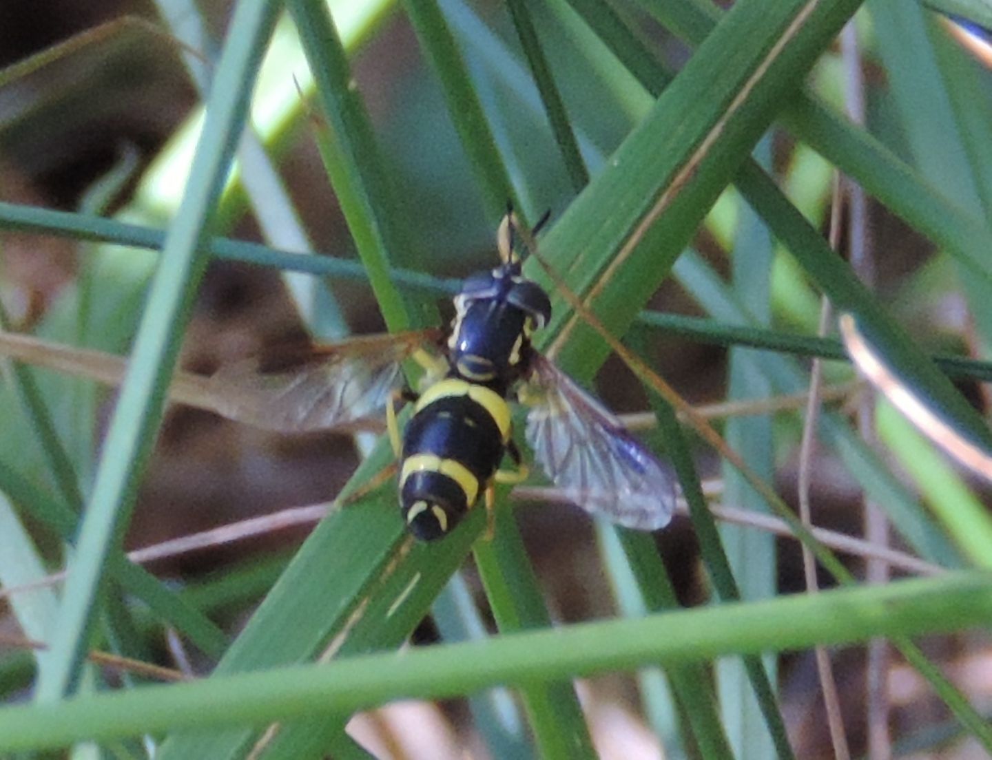 Chrysotoxum bicinctum?  S !