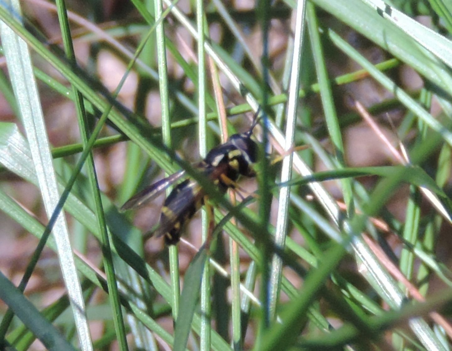 Chrysotoxum bicinctum?  S !