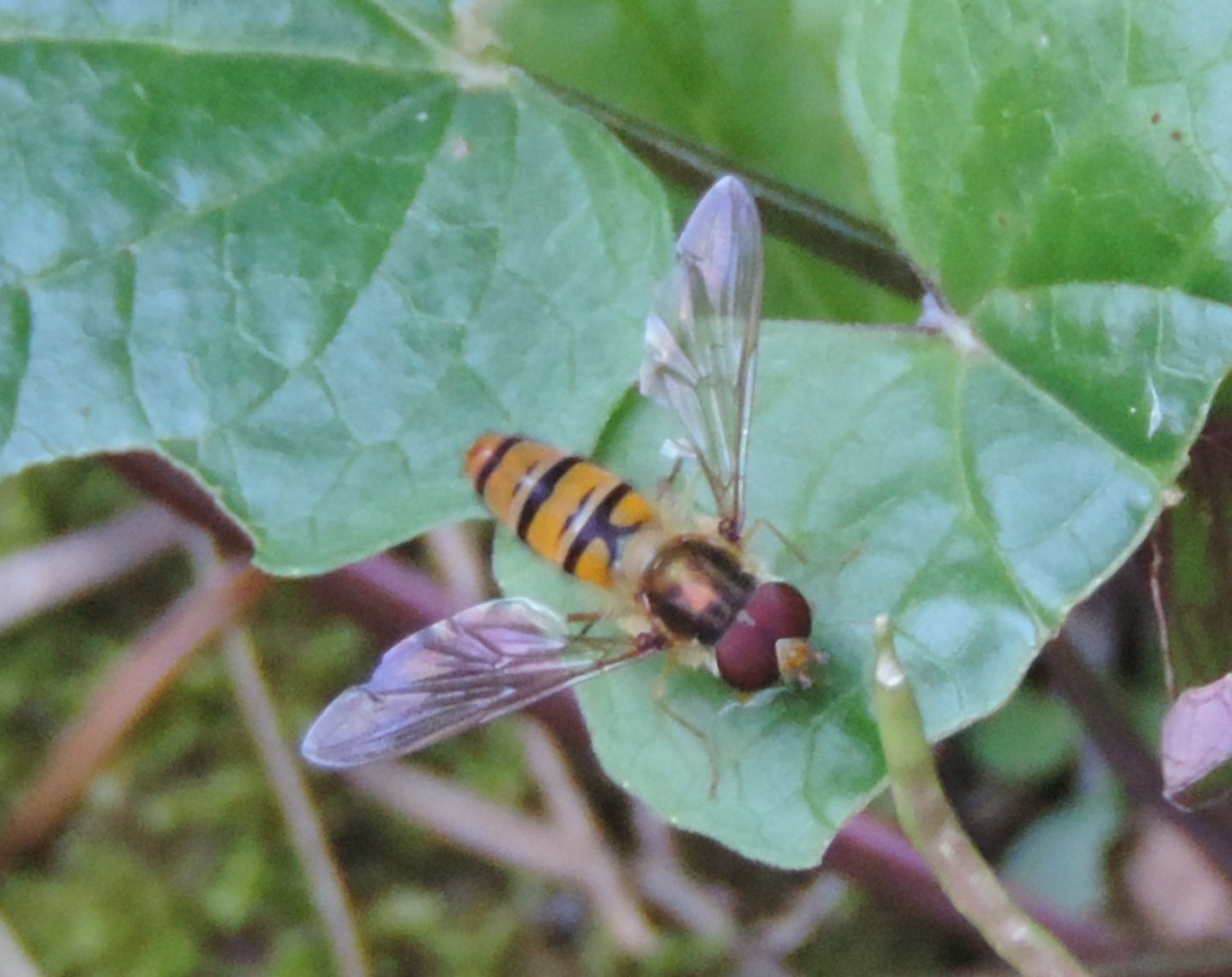 Episyrhpus balteatus?  S !