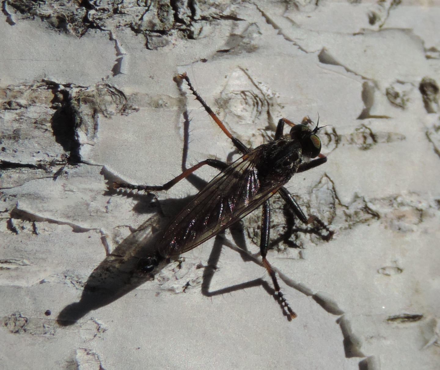 Asilidae: Neoitamus cfr. cyanurus, maschio