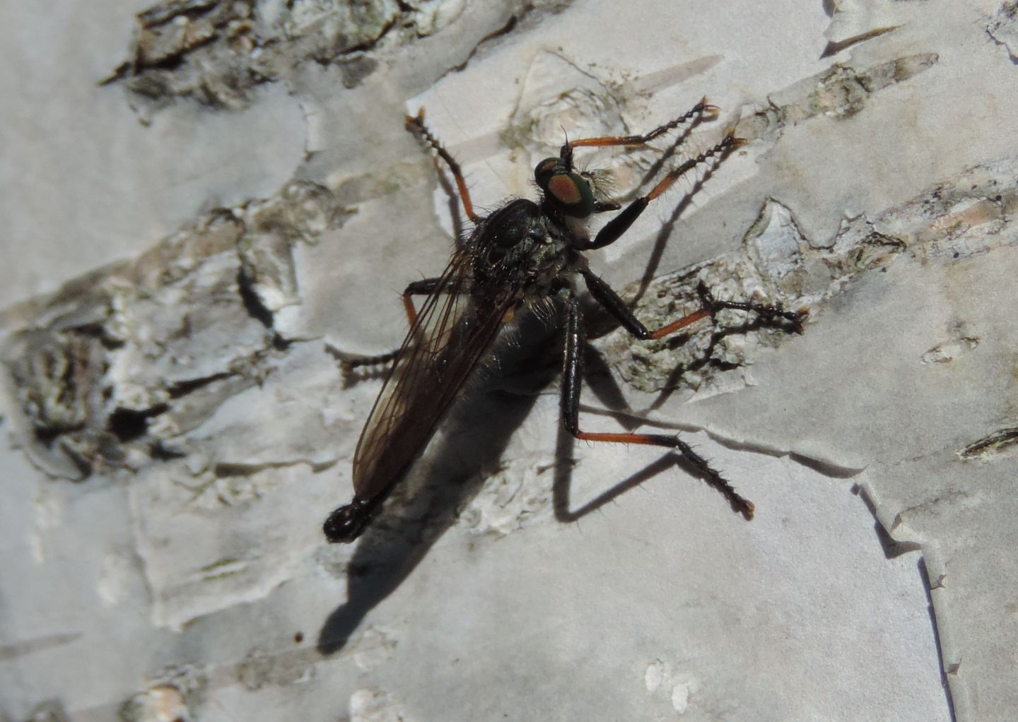 Asilidae: Neoitamus cfr. cyanurus, maschio