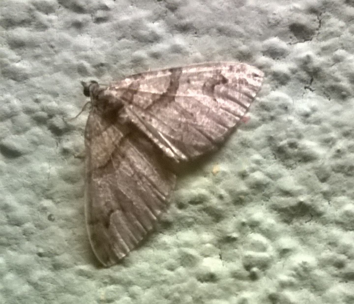 Geometridae da identificare