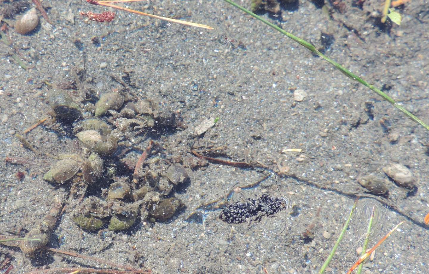 Coleottero (Elateridae?) caduto in acqua