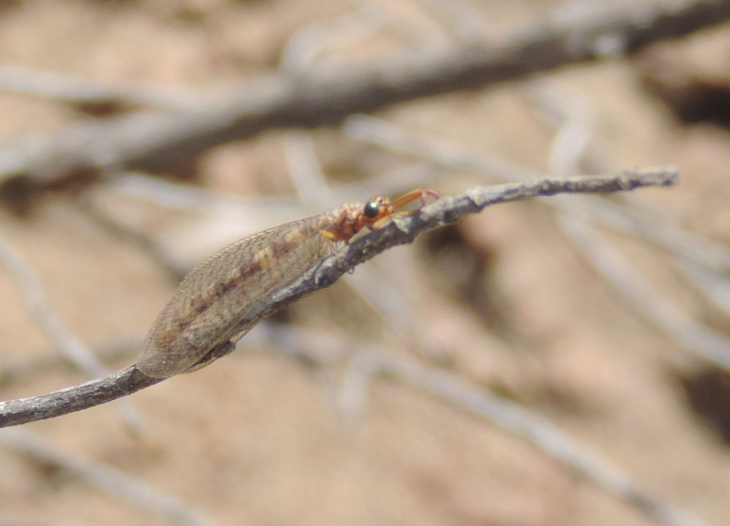 Formicaleone da Pantelleria, forse Distoleon annulatus? - No, Myrmeleon gr. fasciatus