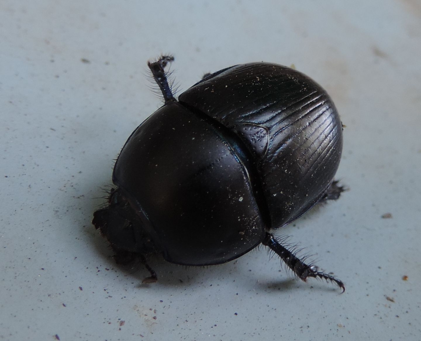 Geotrupidae: Geotrupes spiniger? S, maschio.