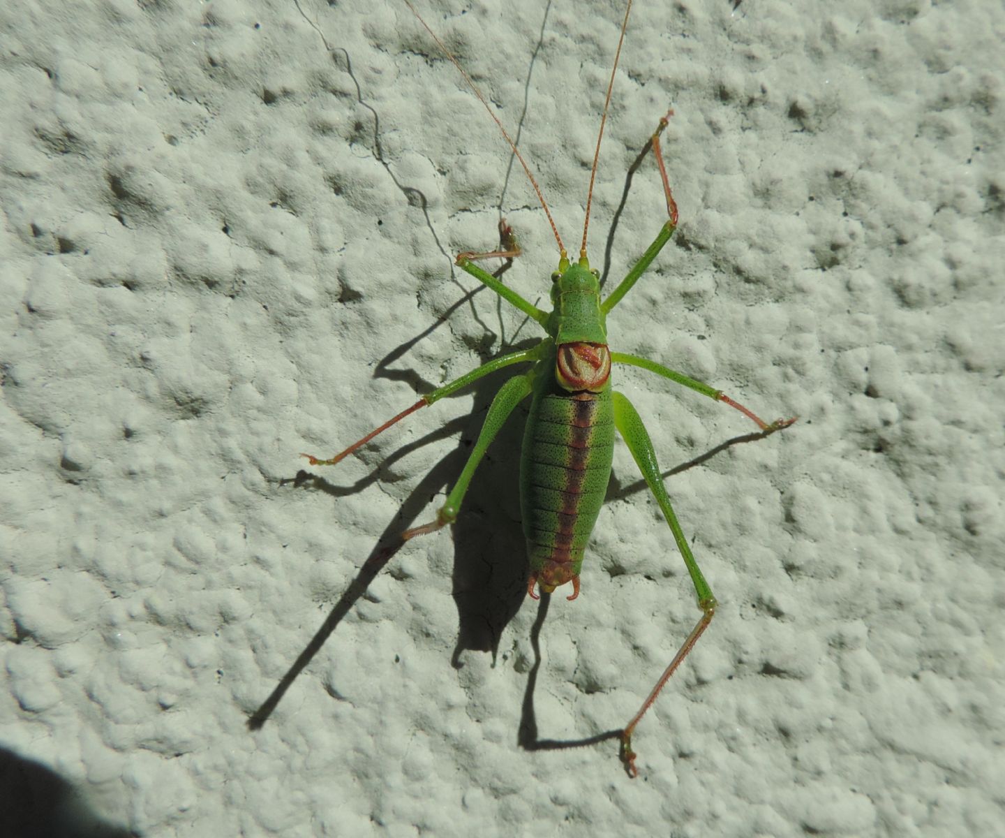 Leptophyes laticauda? Si !