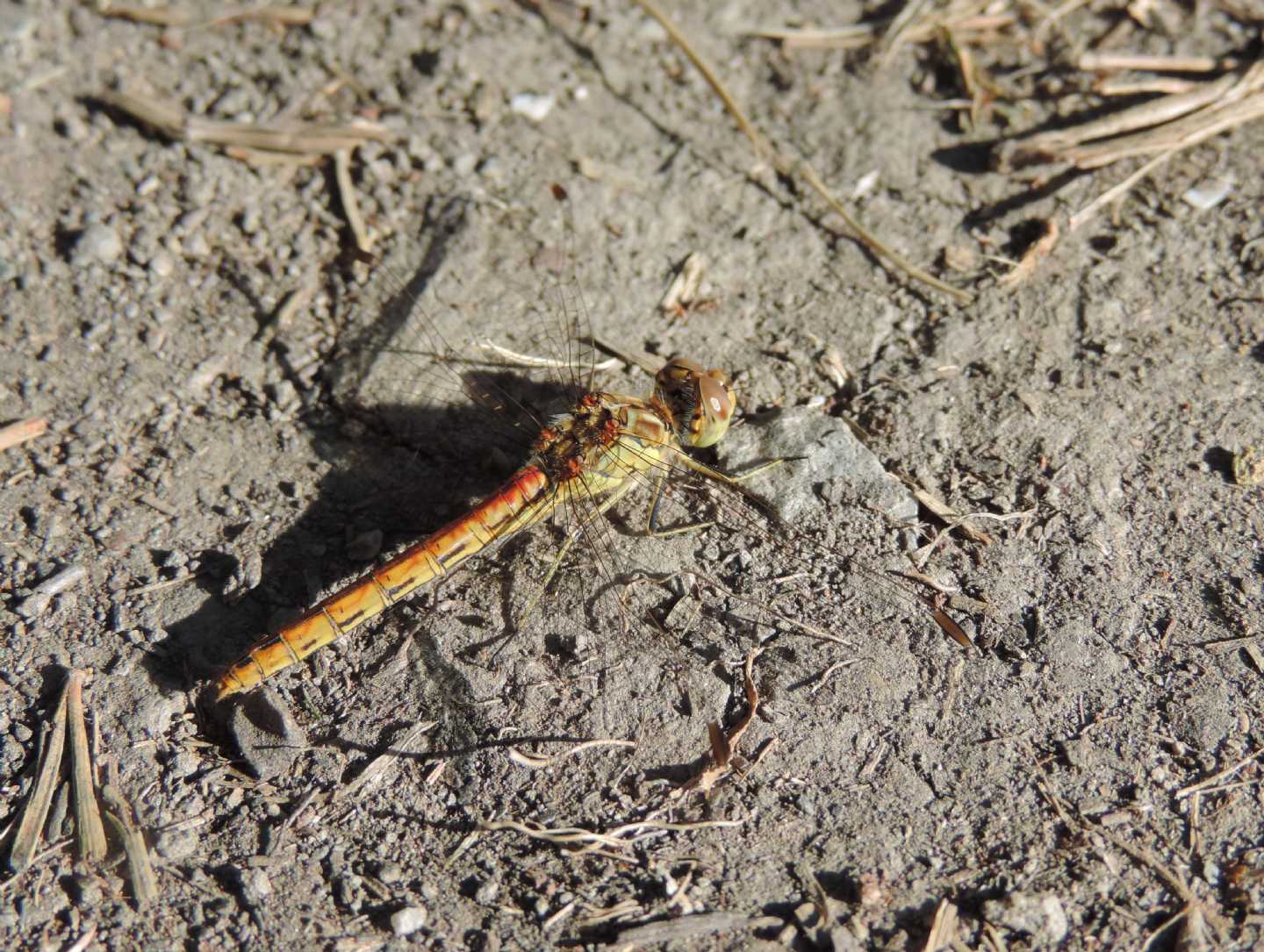 Sympetrum vulgatum?  S� !