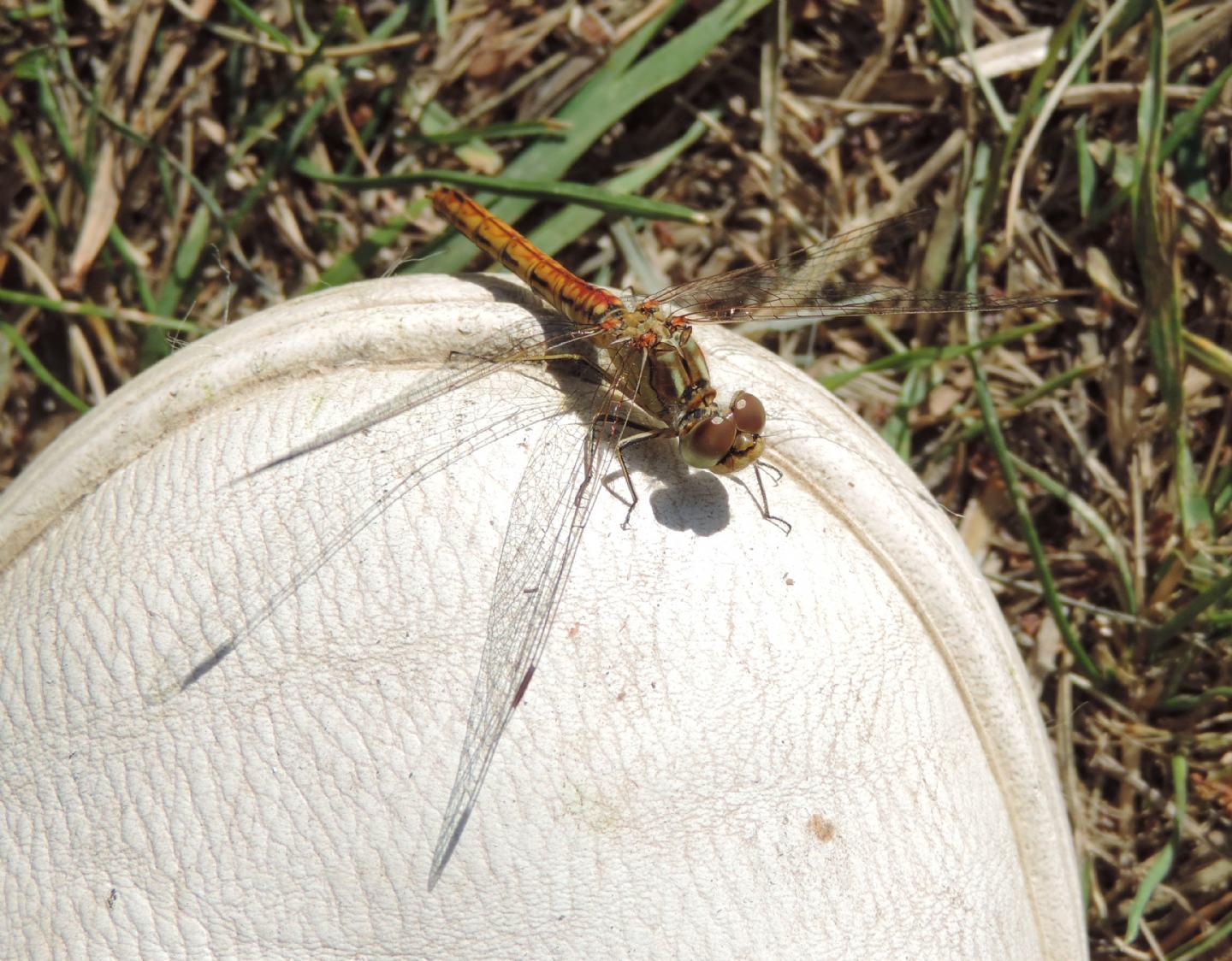 Sympetrum vulgatum?  S� !