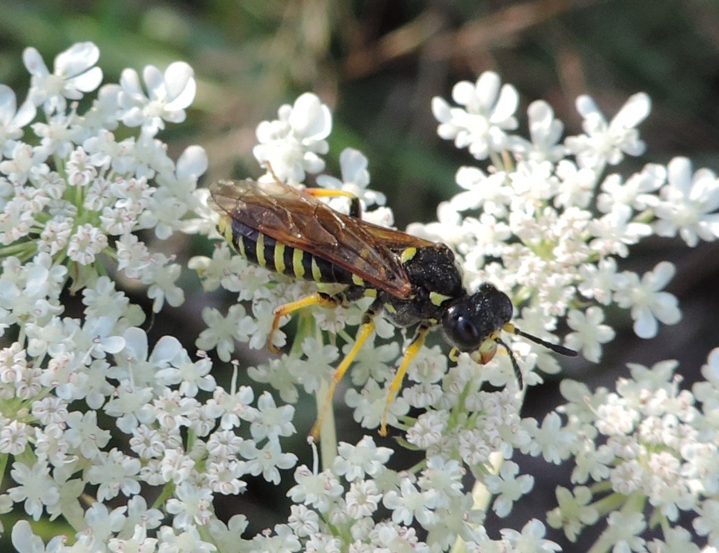 Tenthredinidae:  Macrophya montana? No, Tenthredo sp.