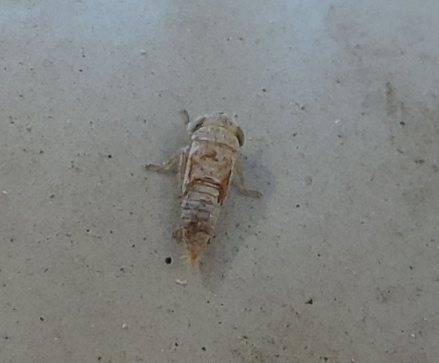 Cicadellidae?  S...