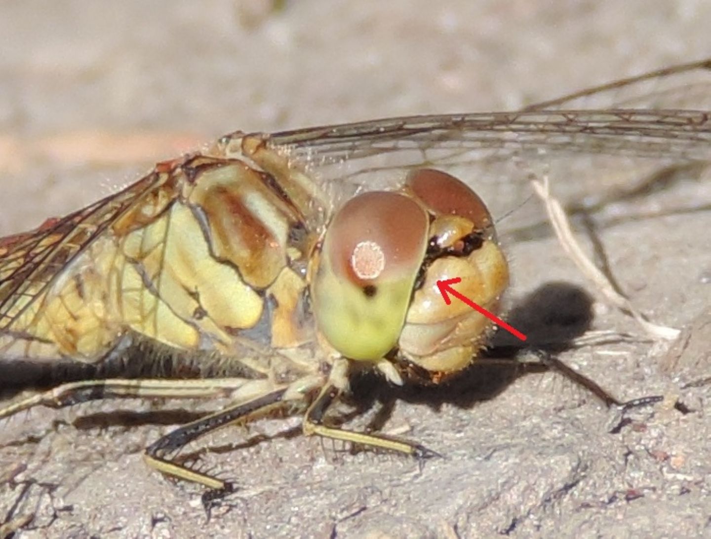 Sympetrum vulgatum?  S� !