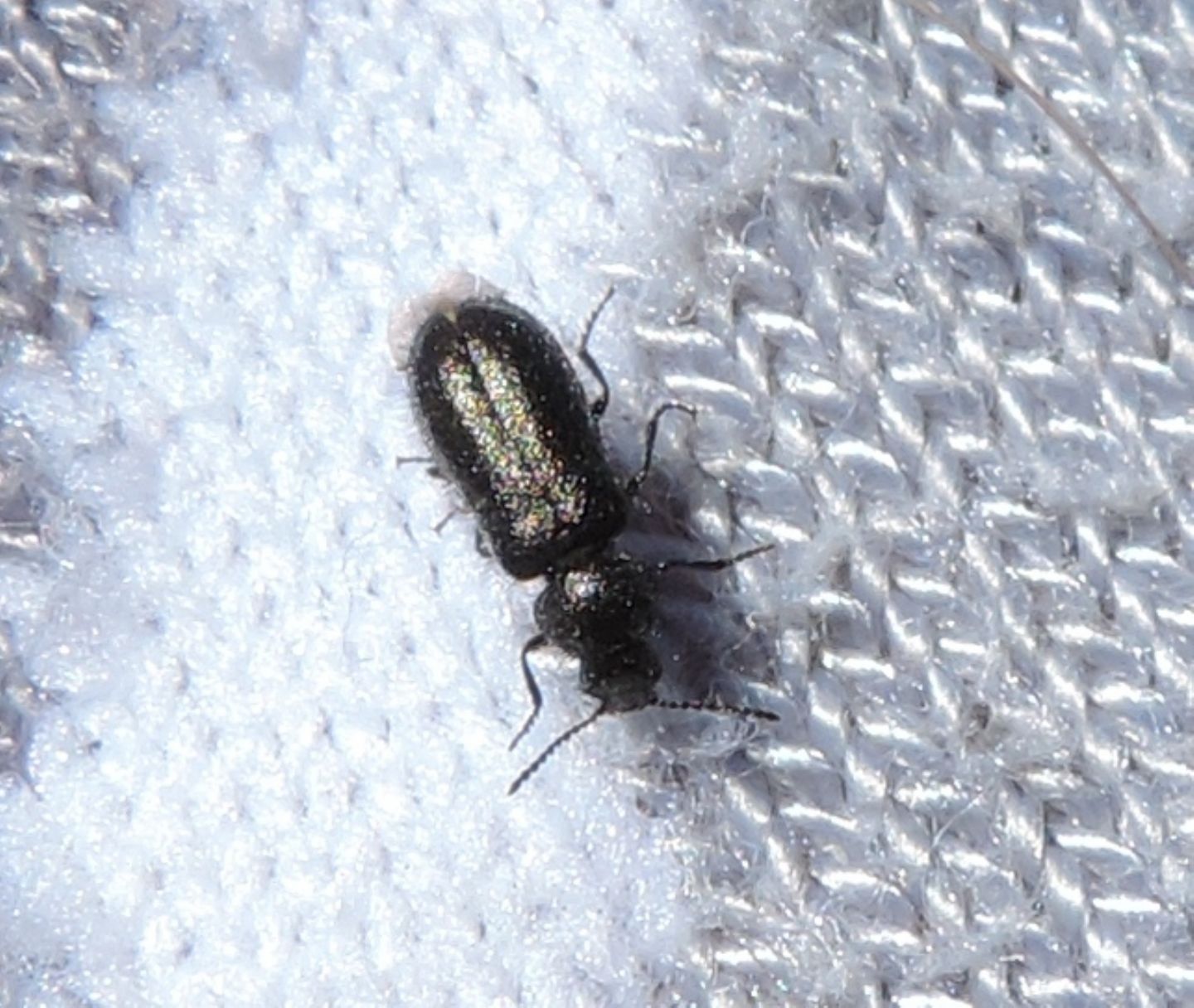 Enicopus? No, Dasytes gonocerus, Dasytidae
