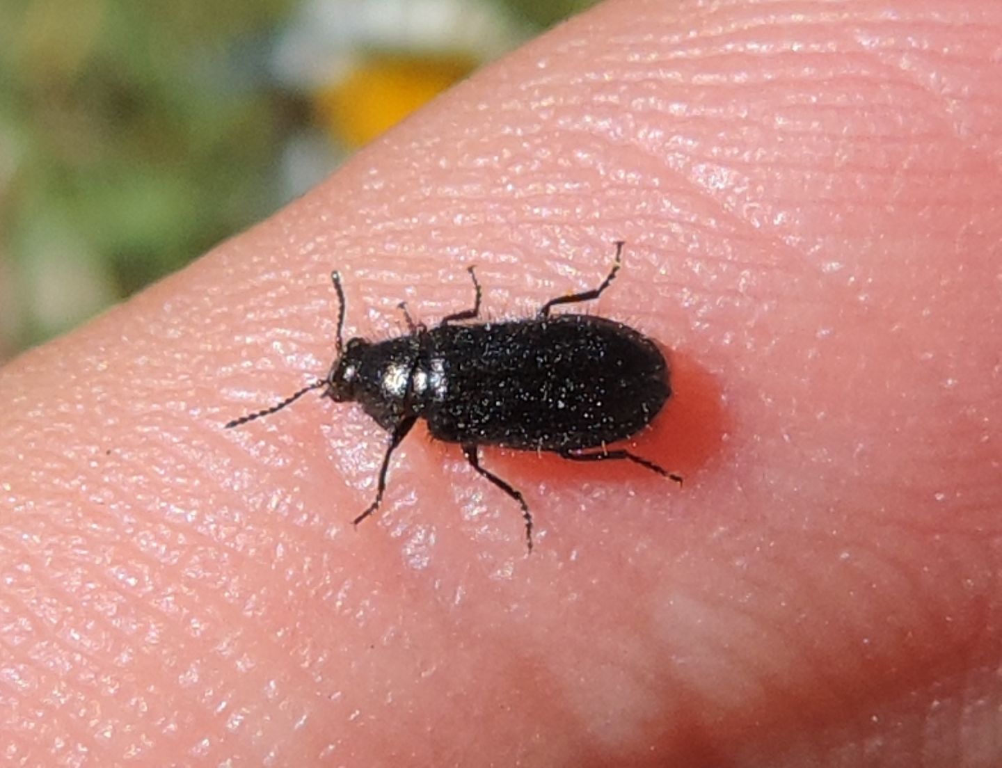 Enicopus? No, Dasytes gonocerus, Dasytidae