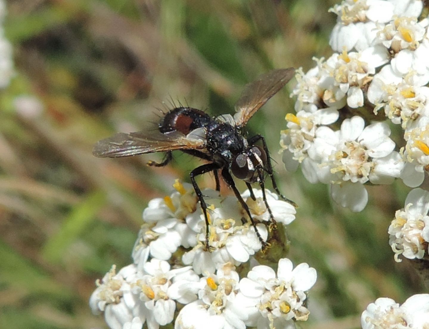 Quale Cylindromyia?  Cylindromyia cfr. auriceps (Tachinidae), maschio