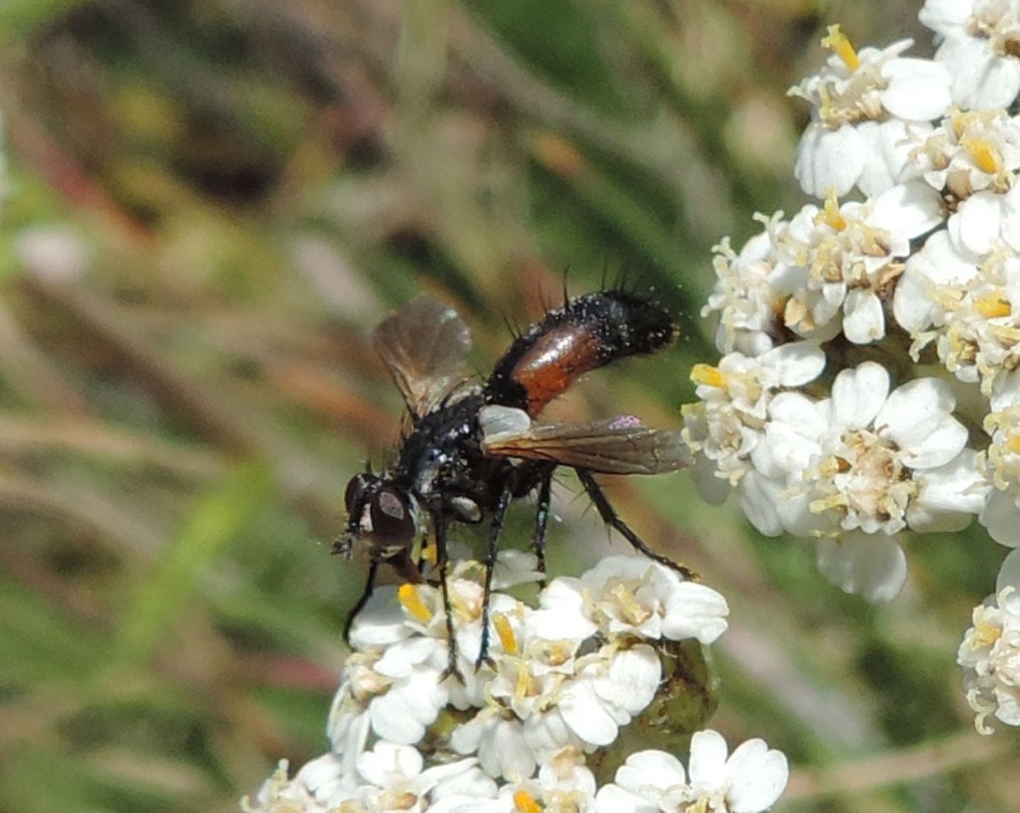 Quale Cylindromyia?  Cylindromyia cfr. auriceps (Tachinidae), maschio