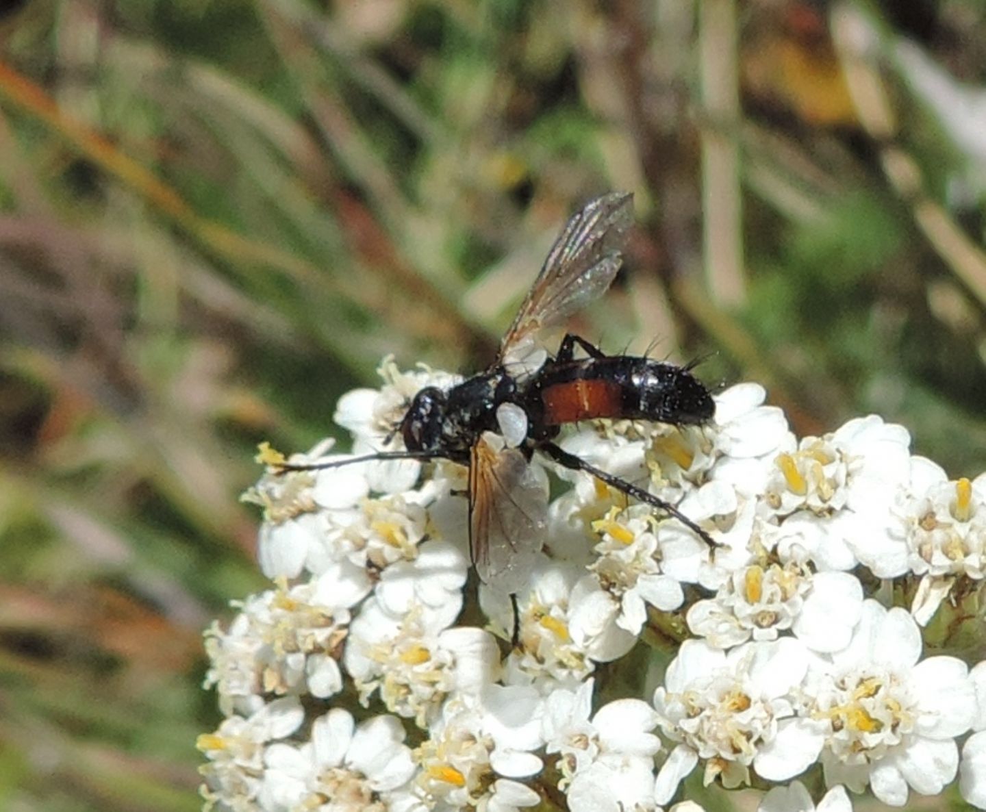 Quale Cylindromyia?  Cylindromyia cfr. auriceps (Tachinidae), maschio