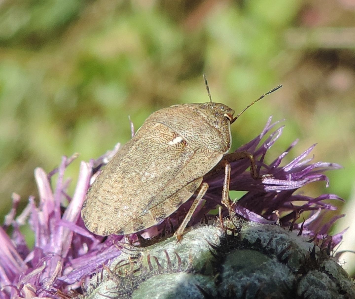 Scutelleridae: Eurygaster maura