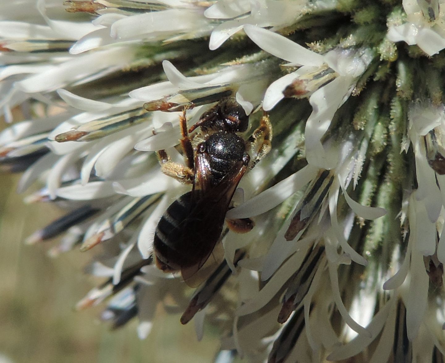 Lasioglossum?