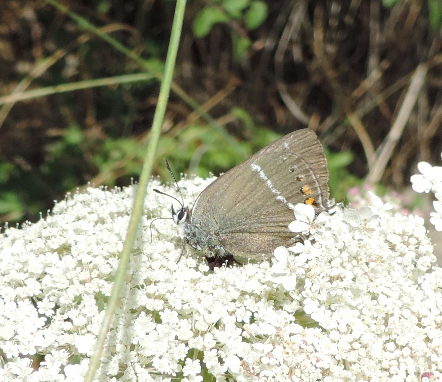 Lycaenidae: Satyrium spini
