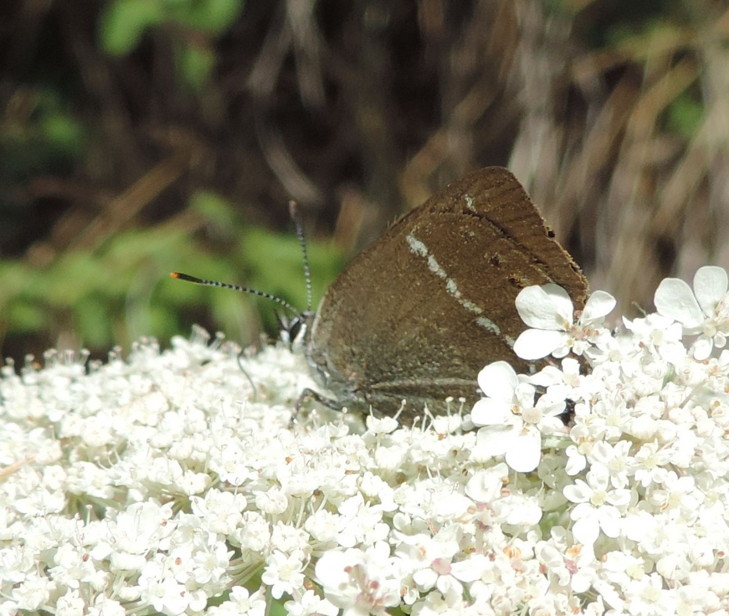 Lycaenidae: Satyrium spini