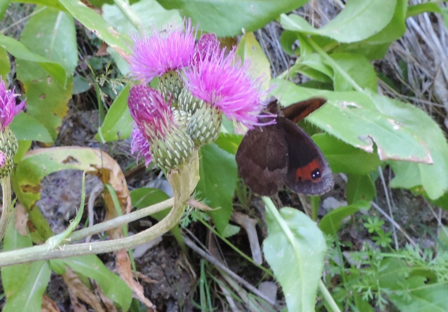 Lasiommata maera Erebia neoridas (Nymphalidae Satyrinae)