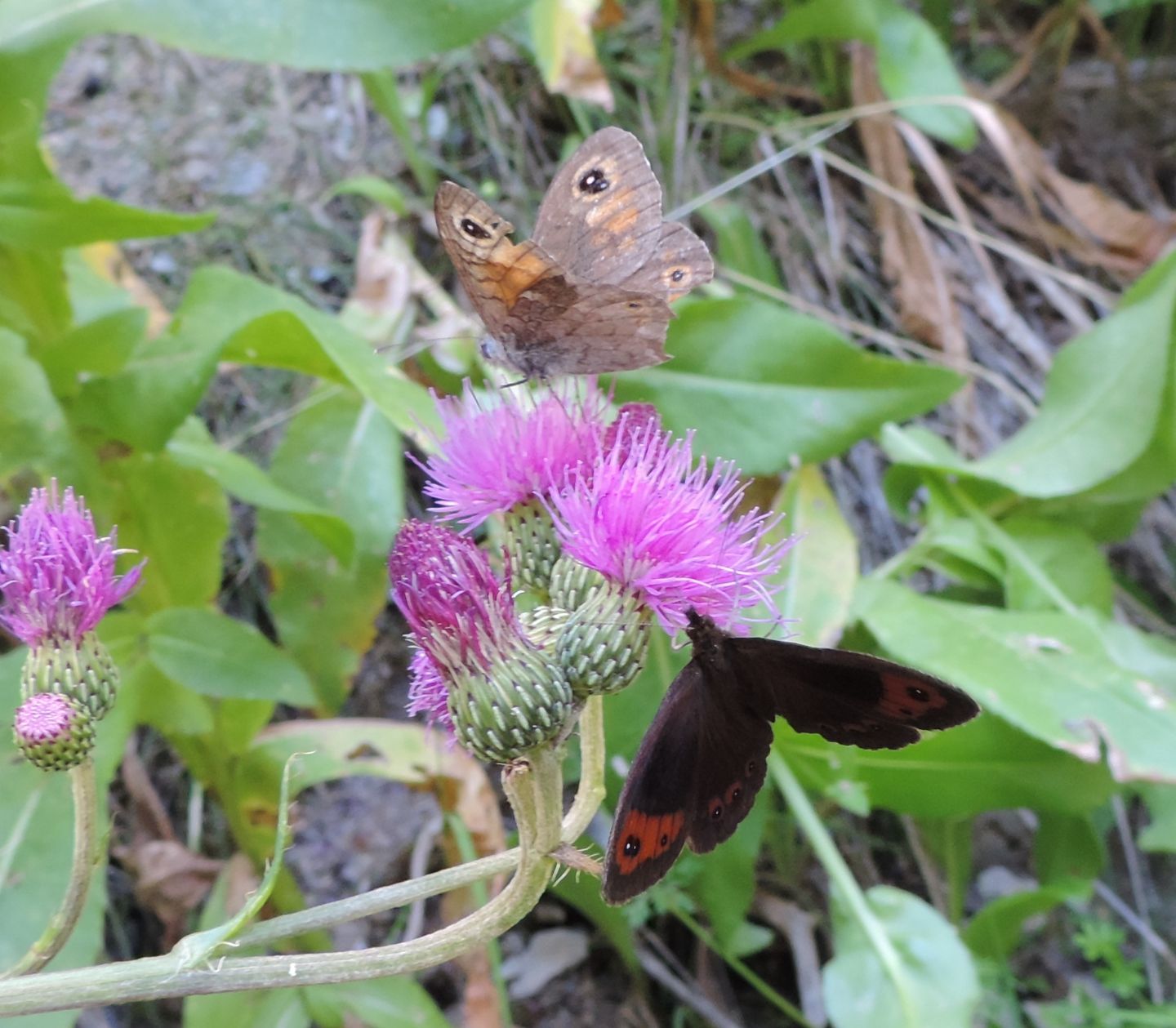 Lasiommata maera Erebia neoridas (Nymphalidae Satyrinae)