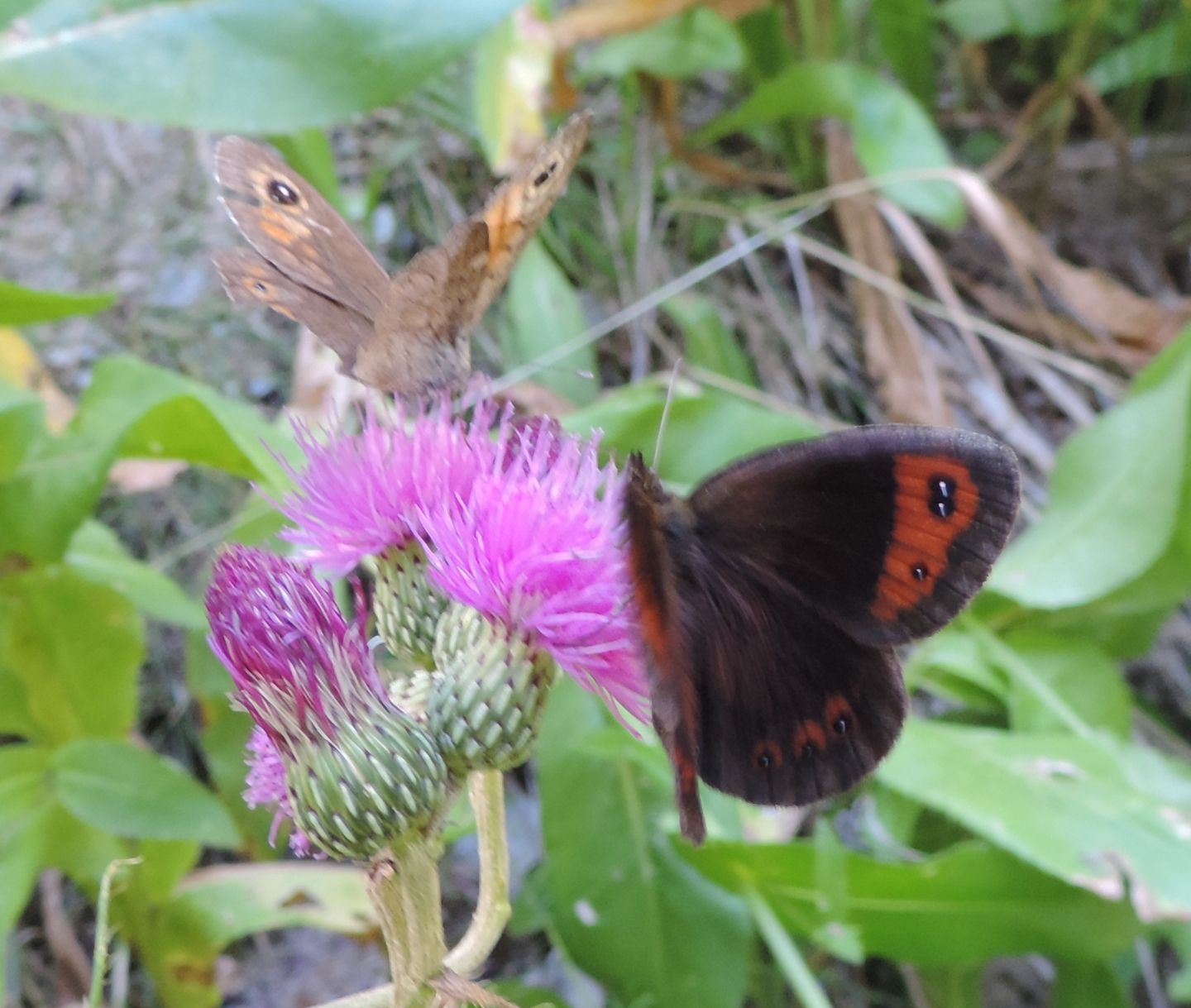 Lasiommata maera Erebia neoridas (Nymphalidae Satyrinae)