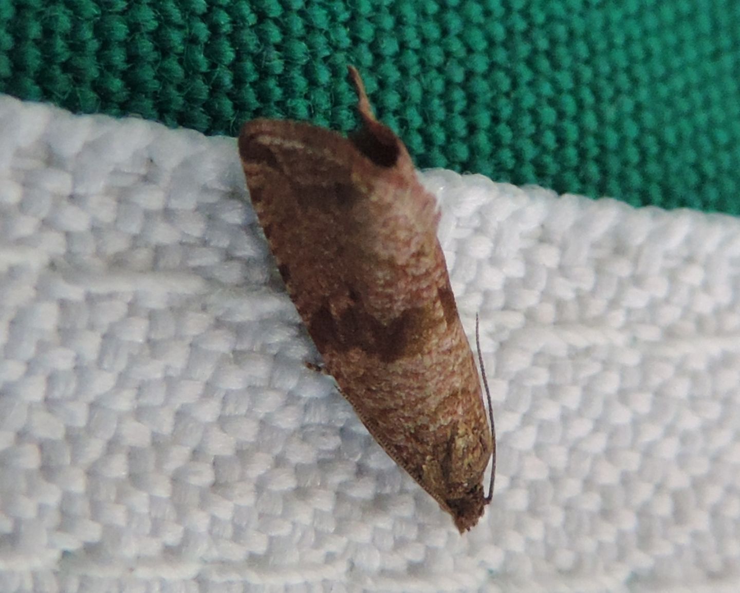 Tortricidae? S, Celypha striana