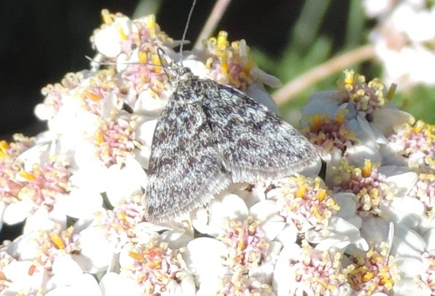 Erebidae?...No,  Orenaia sp.  (Crambide Evergestinae)