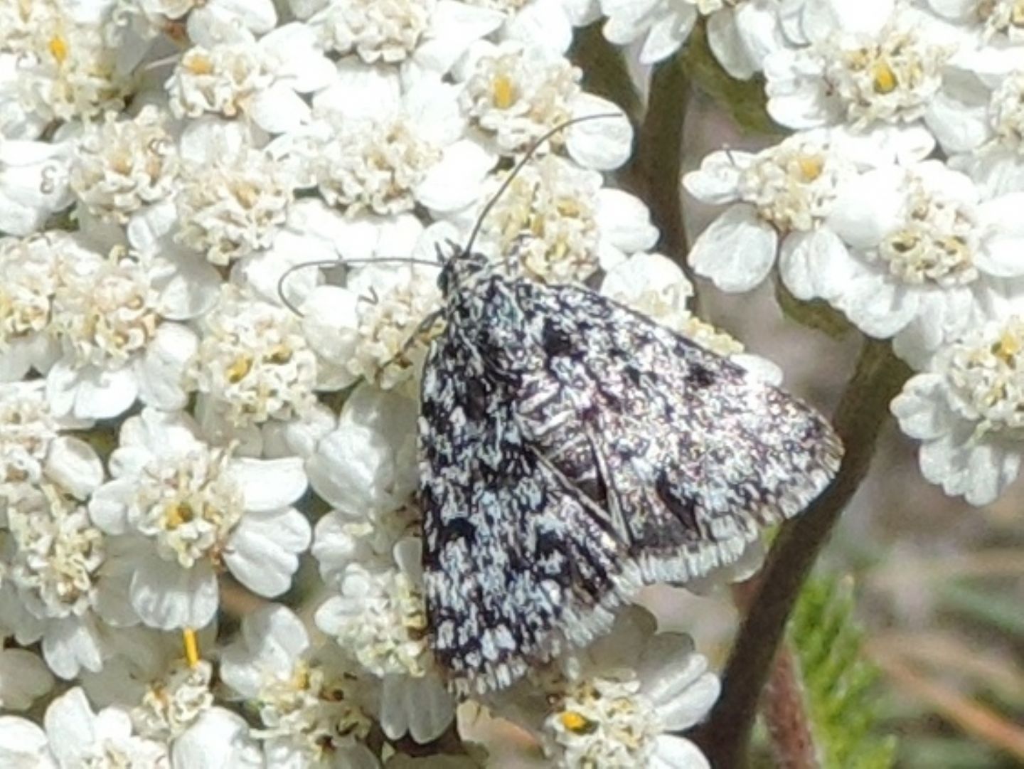 Erebidae?...No,  Orenaia sp.  (Crambide Evergestinae)