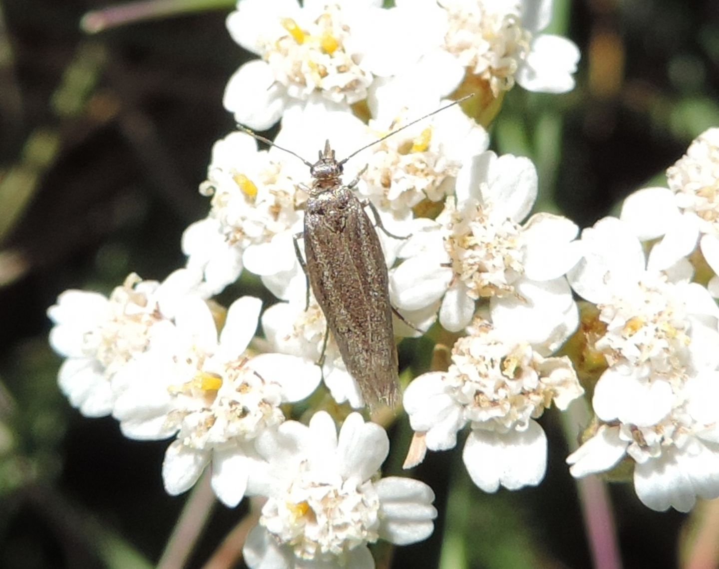 Microlepidottero da identificare