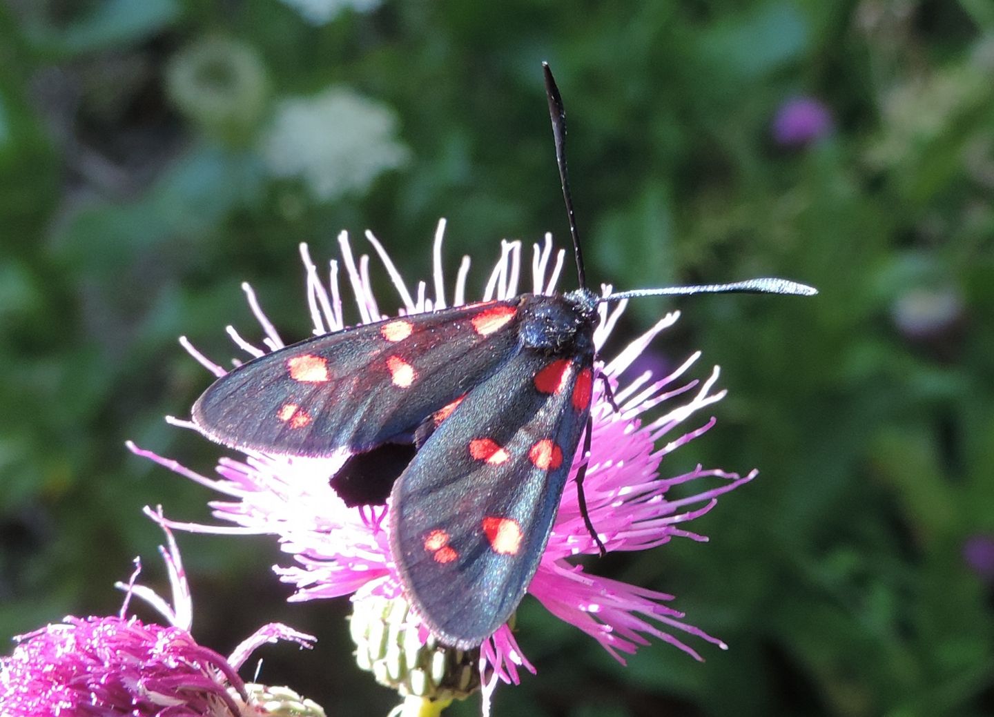 Zygaena transalpina?  S !