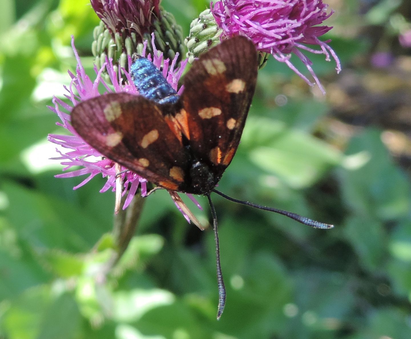 Zygaena transalpina?  S !
