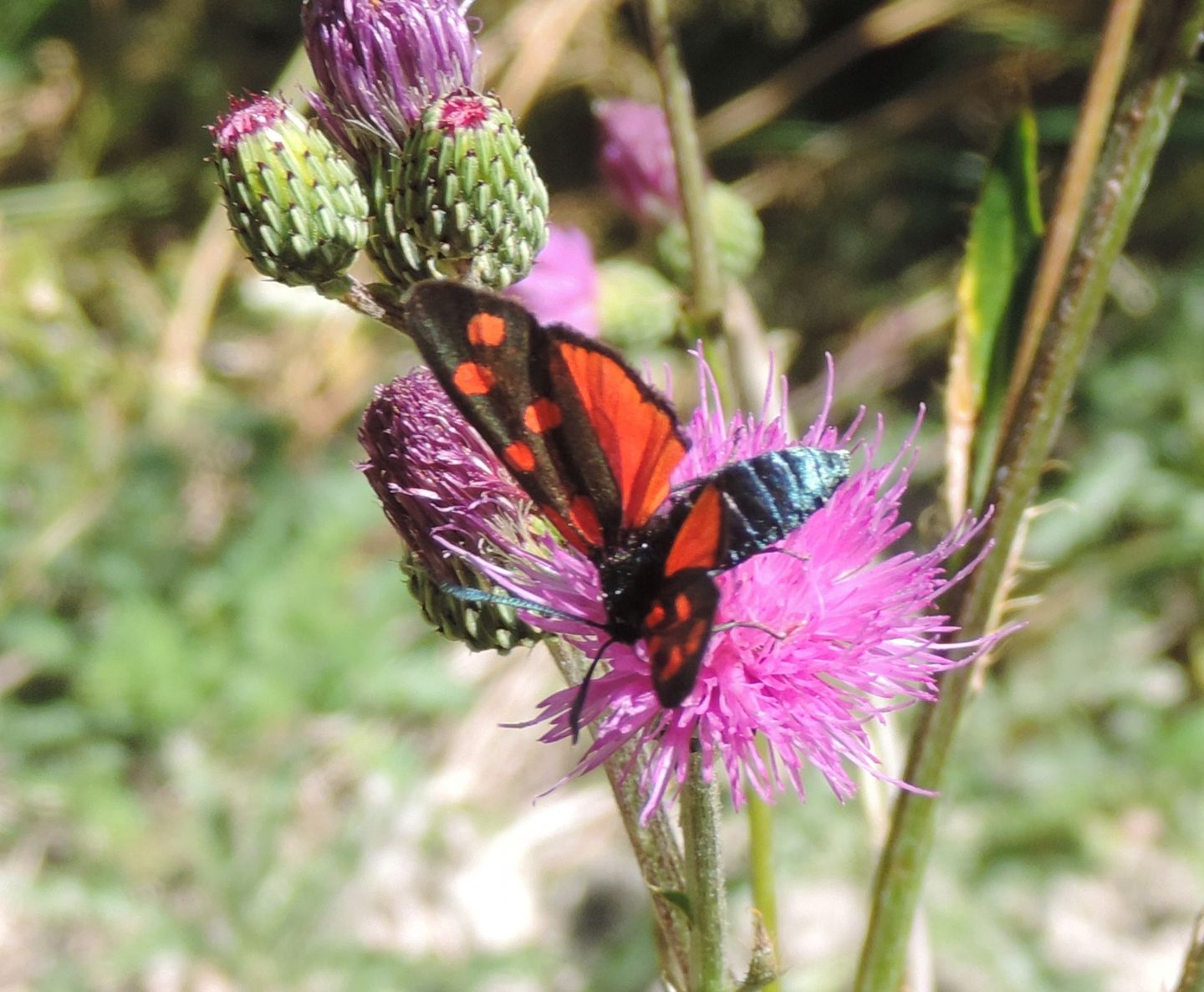 Zygaena transalpina?  S !