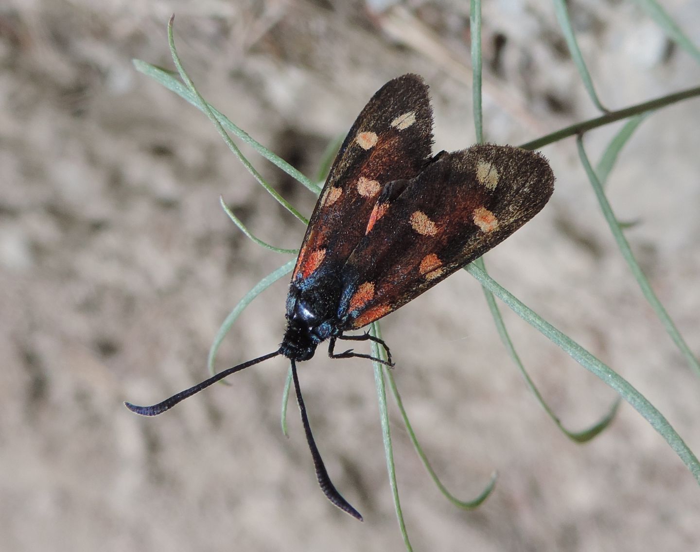 Zygaena transalpina?  S !