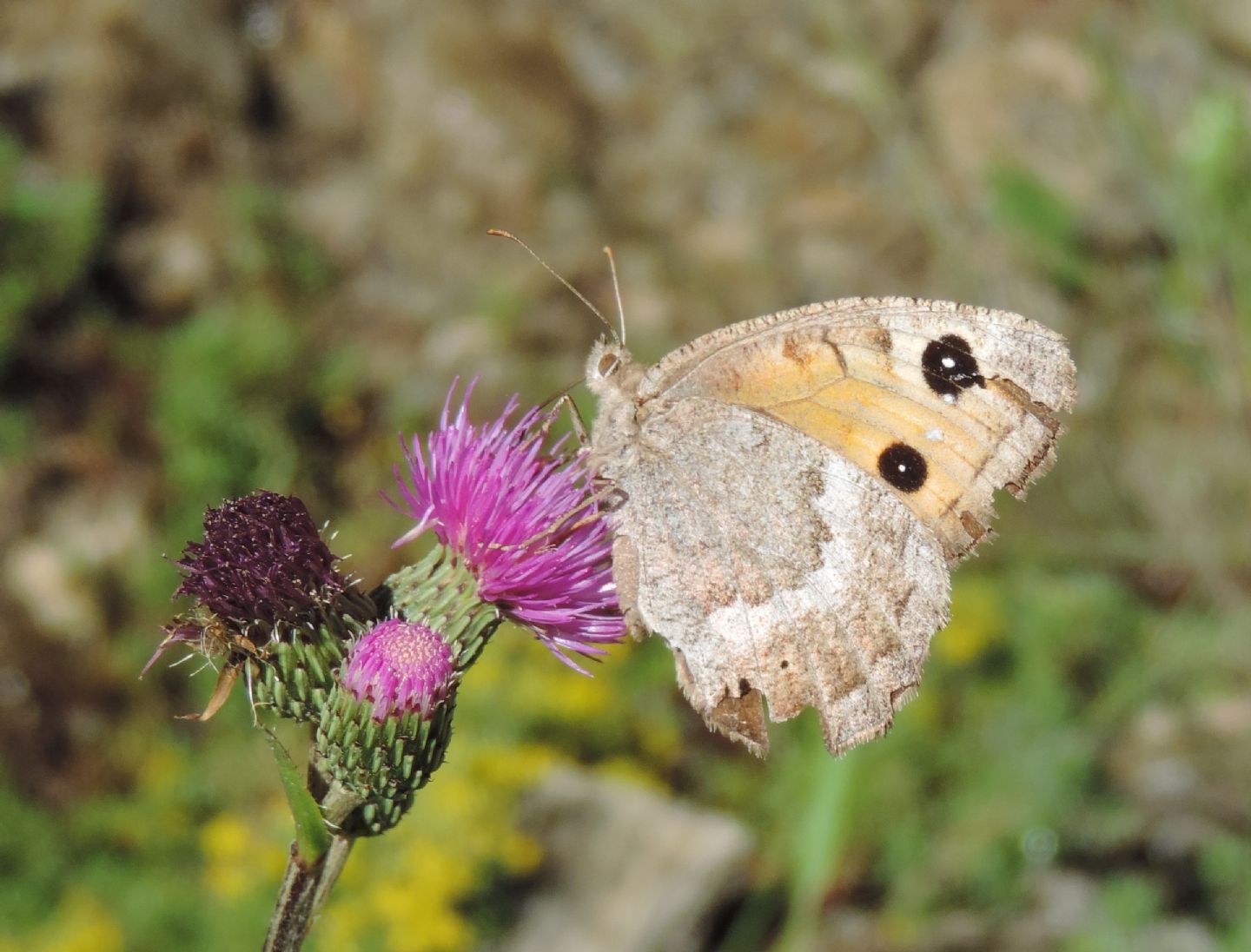 Hipparchia?  No, Satyrus ferula, femmina