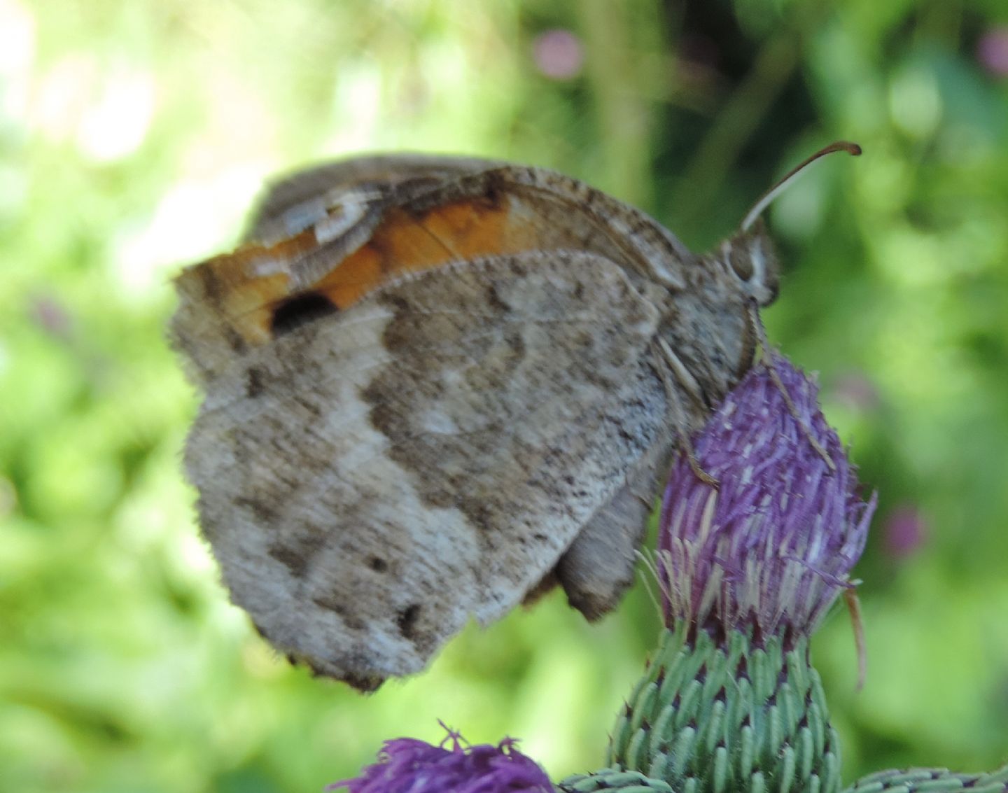 Hipparchia?  No, Satyrus ferula, femmina