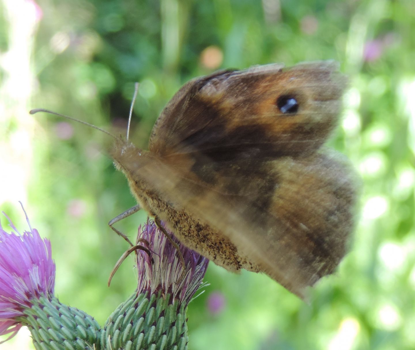 Hipparchia?  No, Satyrus ferula, femmina