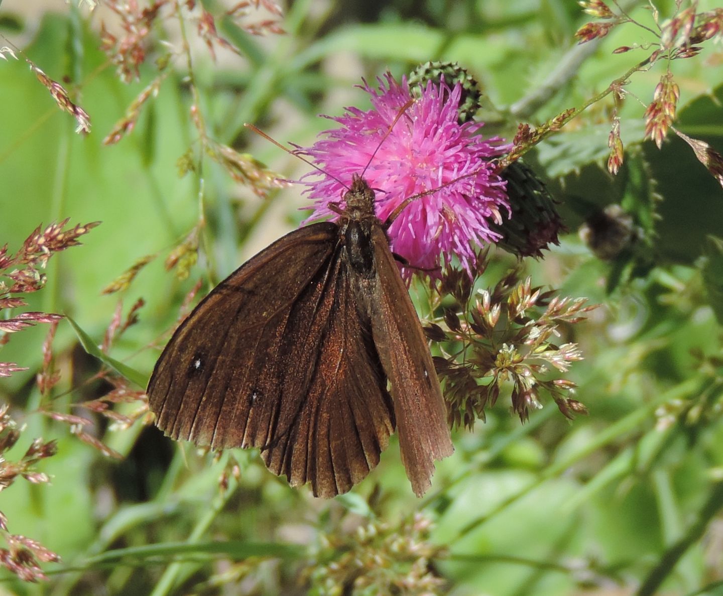 Satyrus? S, Satyrus ferula, maschio