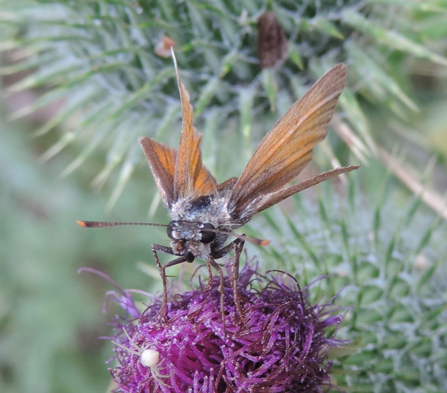 Thymelicus sylvestris, action e lineola (Hesperiidae)