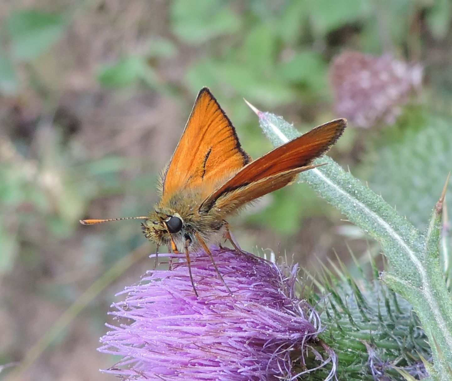 Thymelicus sylvestris, action e lineola (Hesperiidae)
