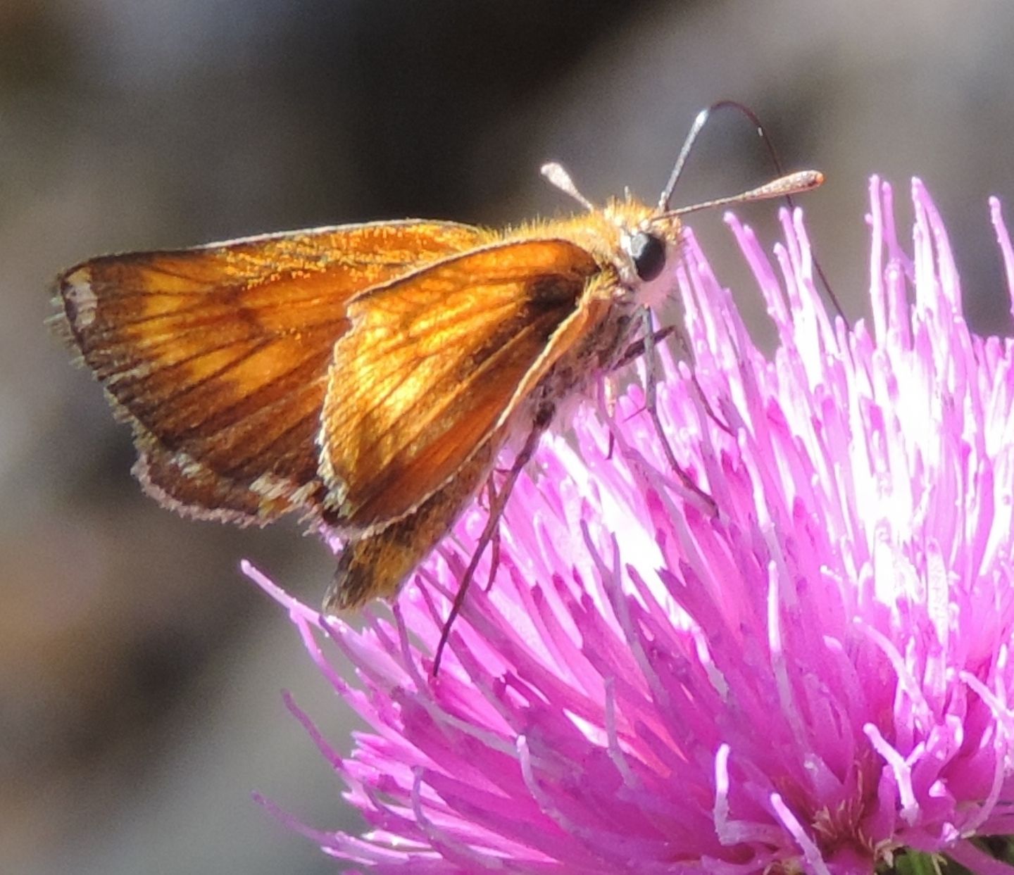 Thymelicus sylvestris, action e lineola (Hesperiidae)