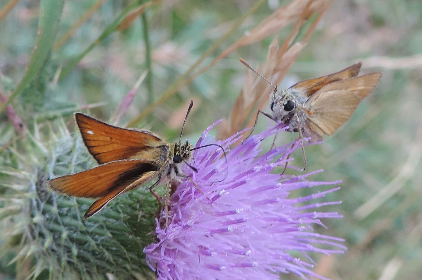 Thymelicus sylvestris, action e lineola (Hesperiidae)