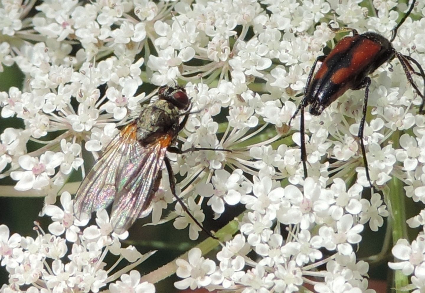 Thricops cfr. nigrifrons  (Muscidae)